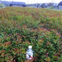 特供紅葉石楠獨桿高1-2.5米左右獨桿