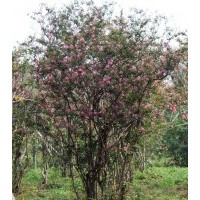 紫薇,大葉女貞,木槿