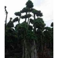 榕樹(shù)(造型）