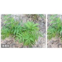 供應(yīng)櫸樹，樸樹，雞爪槭，楊樹等等