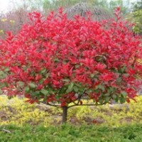 湖南紅葉石楠，紅葉石楠球,紅葉石楠小苗,高桿紅葉石楠
