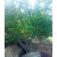 供應(yīng)叢生八棱海棠樹