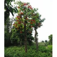 供應(yīng)四川萍蔢，瀘州蘋婆，萍蔢景觀樹