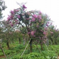 四川紫薇，瀘州紫薇，紫薇價格