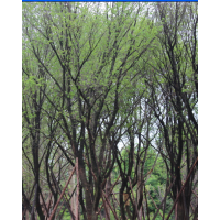 長期供應(yīng)精品茶條槭，蒙古櫟，皂角，雞爪槭，五角楓，青楓，紅楓