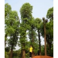40公分香樟樹價(jià)格移植香樟樹價(jià)格