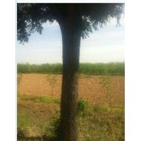 山東省惠民縣鼎泰景觀苗木銷售有限公司