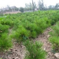 山西白皮松基地/精品白皮松/白皮松價格