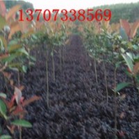 湖南綠化苗木精品桂花樹紅葉石楠樹