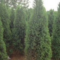 保定北京檜柏生產(chǎn)基地