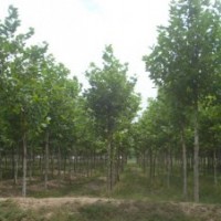 山東怪柳山東棗樹山東抗堿柳山東法桐山東萬盛苗木基地