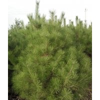 出售陜西油松2.5米-3米。3米-3.5米。3.5米。吉林五角楓，暴馬子