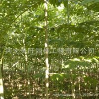 供應(yīng)1-3公分千頭椿