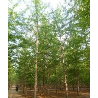 專供10-25公分銀杏樹(shù)