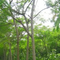 供應(yīng)園林合歡-合歡種植基地