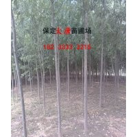 哪里有速生柳，河北速生柳，北方哪里有賣速生柳的