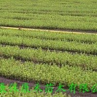 供應(yīng)云杉綠化苗