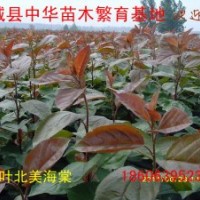 彩葉北美,紅葉北美,大葉北美海棠
