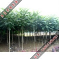 如何鑒別苦楝樹和千頭椿冒充香椿