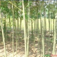 供應(yīng)直柳、竹柳專供、竹柳基地、竹柳種植