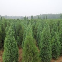 哪里賣(mài)北京檜柏質(zhì)量好