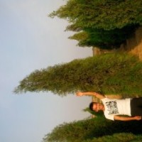 大量供應(yīng)各種規(guī)格側(cè)柏