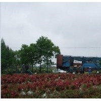 批發(fā)安徽紅葉石楠價格 安徽優(yōu)質紅葉石楠球供應商
