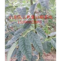 今日最新 美國紅葉白蠟 魯蠟5號價格行情