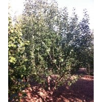 北京八棱海棠樹 八棱海棠樹