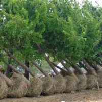 供應(yīng)銀杏樹，山東銀杏