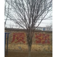 供應(yīng)國(guó)槐，法桐，合歡，白蠟，柳樹，紫葉李