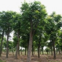 基地常年直供高桿香樟 黃山欒樹 紅果茶樹