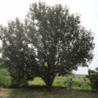 河北八棱海棠樹價格 北京山東特價