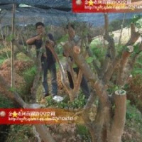 國(guó)內(nèi)外茶花枝條出售并承接嫁接服務(wù)