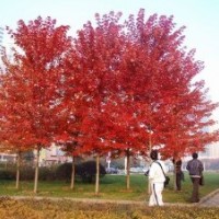 風(fēng)和日麗--秋火焰