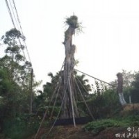 提供Ф165cm瀘州黃葛樹(shù)大樹(shù)，云南黃葛樹(shù)大樹(shù)