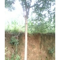 原生國槐，國槐小苗，蜀檜，白皮松，油松