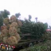 供應(yīng)原生香樟