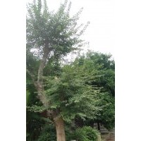 安慶龍山名樹(shù)園出售大規(guī)格三角楓