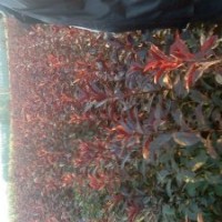 小苗定向繁育 紅葉桃 榆葉梅 紅梅 綠梅 海棠