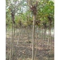 供應(yīng)紫薇，紅葉小檗，大葉黃楊球