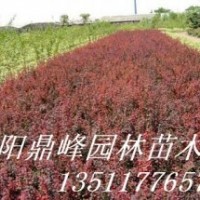 供應(yīng)紅葉小檗，金葉女貞，紅葉石楠，地柏，扶芳藤，衛(wèi)矛