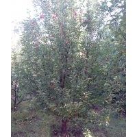 13-15公分京紅海棠樹