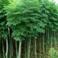 我家地里有賣欒樹，北欒樹價格？