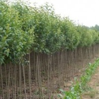 大葉女貞，安徽大葉女貞，大葉女貞價格，求購大葉女貞