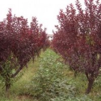 紅葉李，安徽紅葉李，紅葉李價格，求購紅葉李