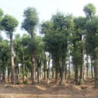 供應(yīng)：湖南花木、工程苗木、綠化花木、色塊小苗