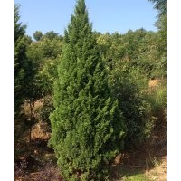 供應(yīng)：法國冬青，龍柏，夾竹桃，紅葉李，紅楓，欒樹，鐵樹，紫薇