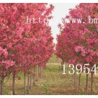 北美海棠，臨沂北美海棠，北美海棠芽苗，木瓜苗，流蘇苗