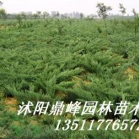 供應(yīng):金葉女貞，紅葉小檗，蜀檜,龍柏、地柏，扶芳藤